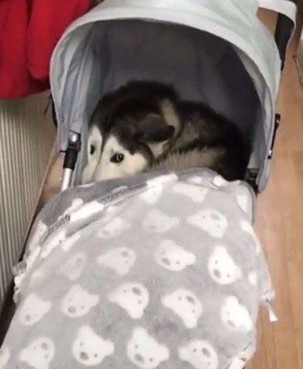 好暖心，狗狗也知道有困难要找警察