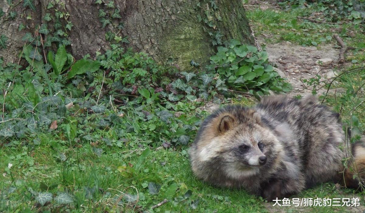 最古老的犬科动物之一，因外表奇特，被认为是抓猫吃的“怪物”