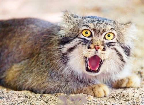 世界上最胖的猫科动物，体型小，杀伤力强，人称“沙漠特种兵”