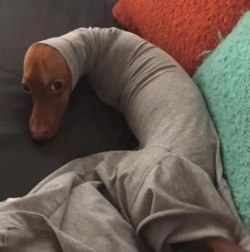 ?被困在袖子里的汪星人