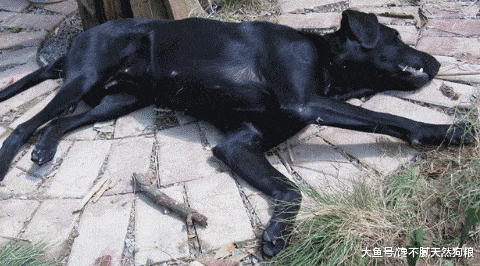 拉布拉多这5种“怪异”行为, 可能主人才知真相, 别人都不了解!