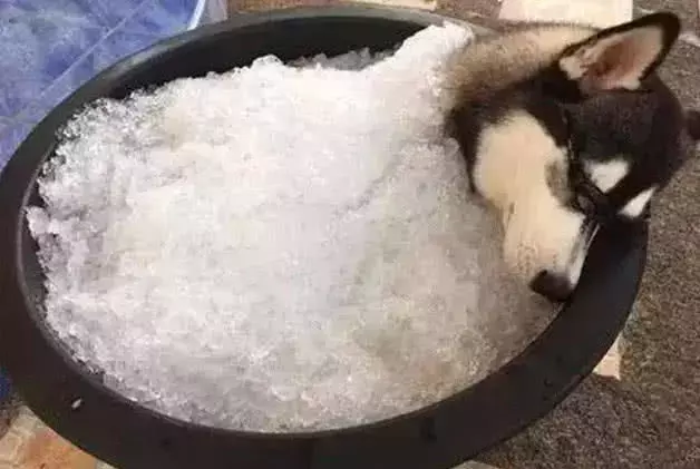 二哈拆家被抓現行，主人將其埋在冰塊里，結果狗子的智商瞬間上線