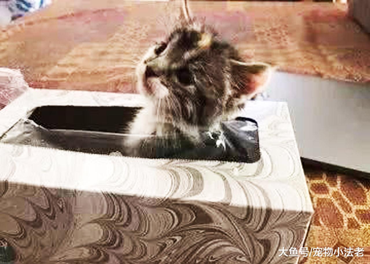 铲屎官找小猫吃饭，整整找了2小时，最后发现它时，瞬间被气哭！