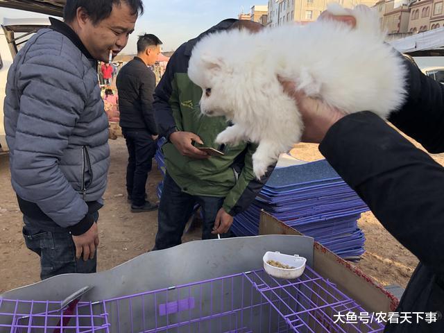 博美幼犬惹人喜爱顾客看中后直接成交, 在商贩车上抱着拍照合影!