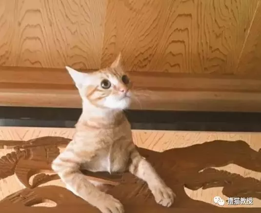 谁说的头过身体就能过？这些猫被骗得好惨！