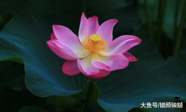 心理学：四个心理学小技巧，教你揣摩别人的心思，非常准哦！