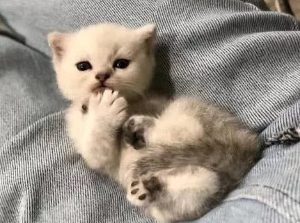 这是谁家的小可爱呀, 看着猫咪耍宝的样子网友的心都化了