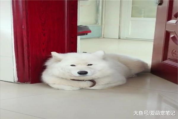 帶薩摩耶回農村過年，每天都是揣著大爪子睡覺，網友：入鄉隨俗啊