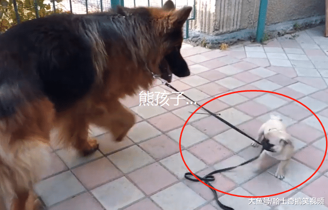 德牧最近很心塞，因为摊上了“熊孩子”，到底是谁遛谁呢？