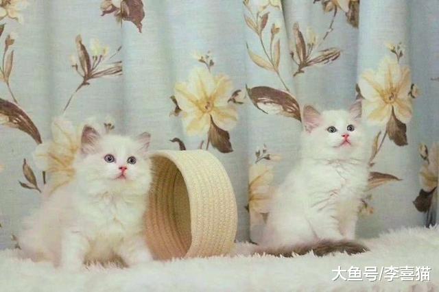 宠物店购猫存有风险，欲挑选健康小猫，三点细节把控不可少