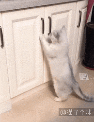 宜宾地震，他们不仅自己逃生，还带上了家里的猫