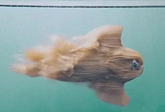 狗狗进泳池游泳，水里的样子差点没把人吓死