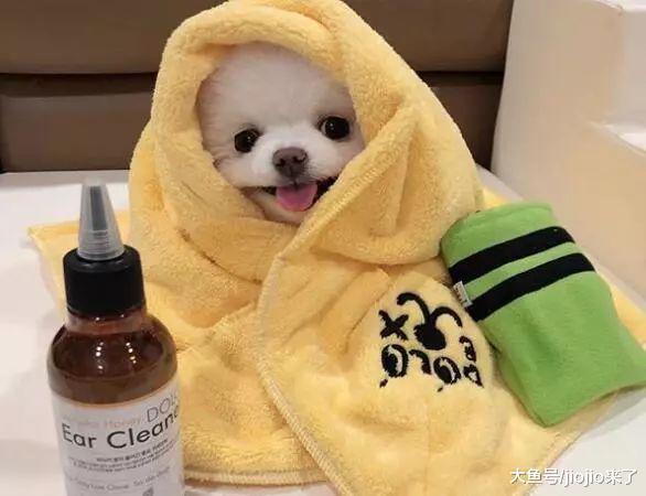 狗狗原来是天生近视+色盲？买玩具挑这两种颜色它们才会喜欢噢