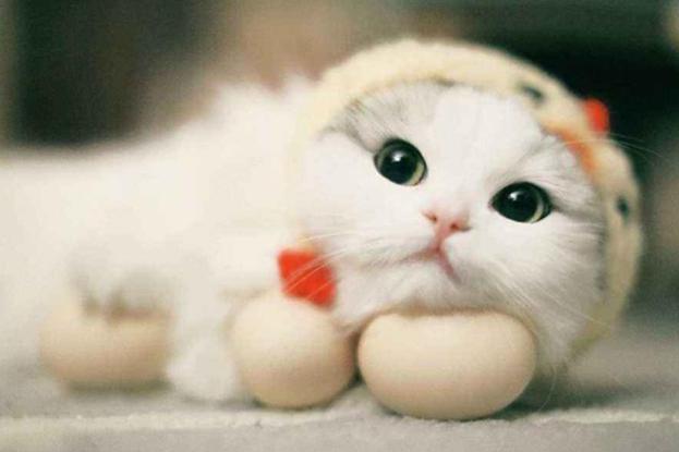 凌晨家犬叫聲不止，女主人到客廳嚇一跳