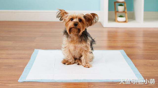 主人清理狗狗乱尿的污渍，如果没除味它还会再犯，4步骤干净去味