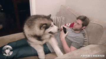 阿拉一百多斤了，还以为自己是小狗，想把主人压扁了吗？