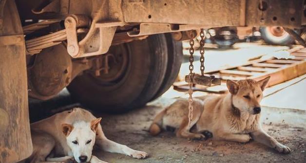 偷狗贼最喜欢偷的5种狗狗，一见就偷，网友：不怕贼偷就怕贼惦记