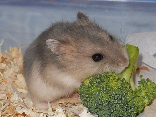 贪吃仓鼠痴迷西兰花，每天翘首盼望主人投喂，就因这三点原因