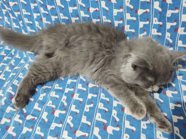 主人刚坐在沙发上，媳妇忽然大叫不许动，回头一看，救了小猫的命