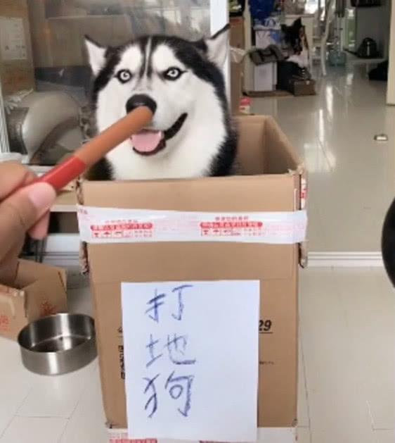 哈士奇被主人做成“打地鼠”, 看见火腿肠怒吼: 再打我就报警了!