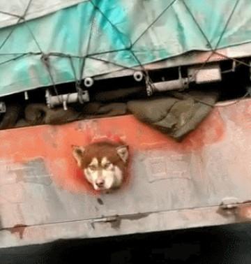 高速路上, 一辆货车底下似有什么东西钻出, 靠近一看网友笑喷了!