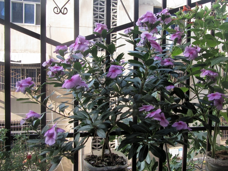 四季梅的正确养殖方法有哪些，这里知道里看看吧