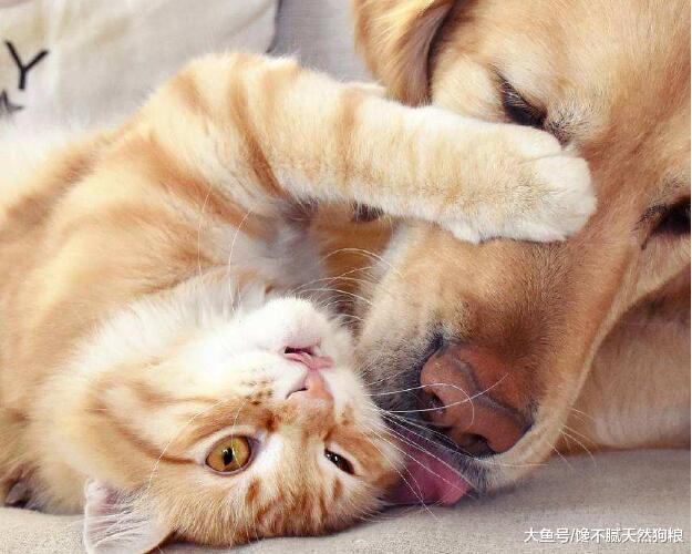 ＂狗狗的这些小秘密，你知道几个＂，知道5个以上才算合格