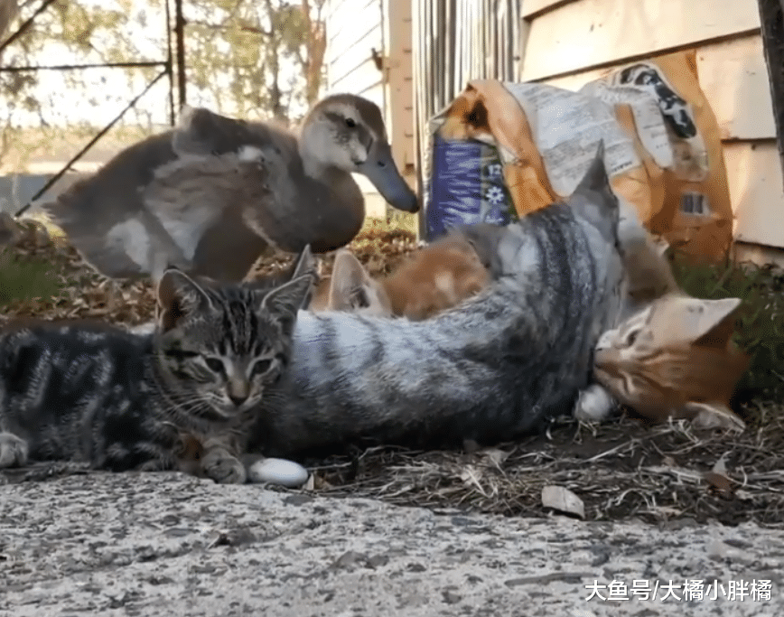 母猫救回一只鸭宝宝，小猫们从不排斥它，它却被养成了“旱鸭子”