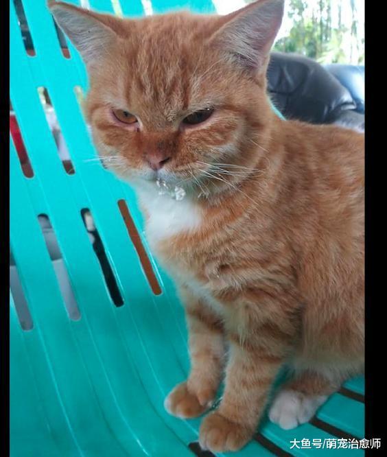 网友买的早餐被猫偷吃了, 它胡须上有残渣但还不想承认: 我没有!