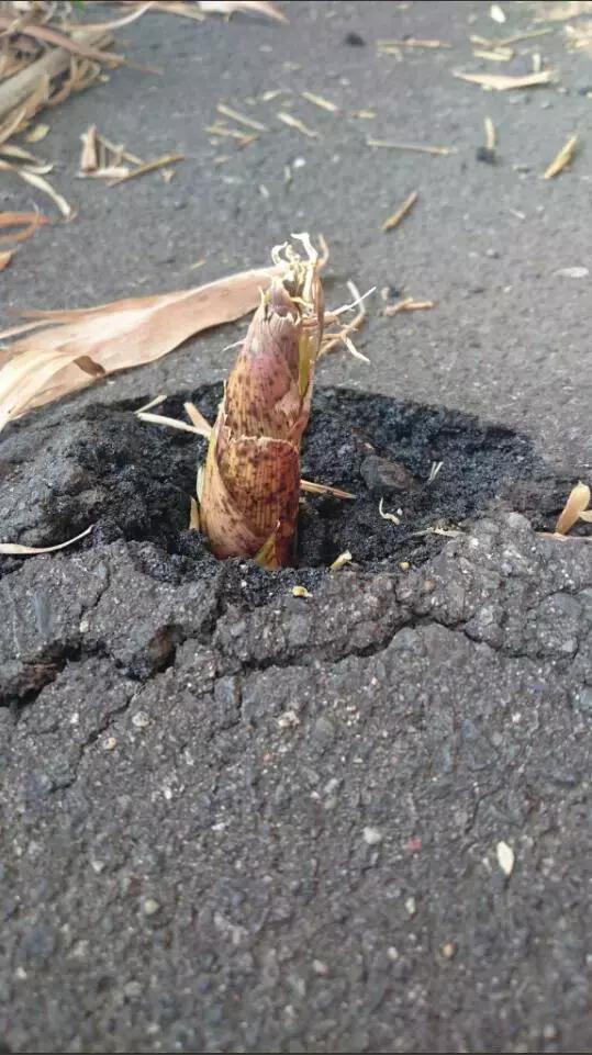 “这辈子拍不出第二张”的照片