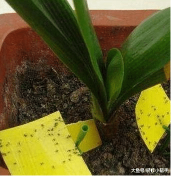夏天一到花草总是能招来“蚊虫”，花盆里放这个东西，虫子掉头走