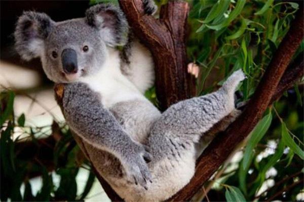 世界10大最懒的动物，国宝大熊猫成功上榜，你觉得它们懒吗？