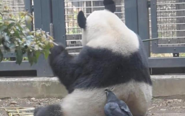 熊猫正在午睡，不料乌鸦盯上它，兄弟借点毛我做被子