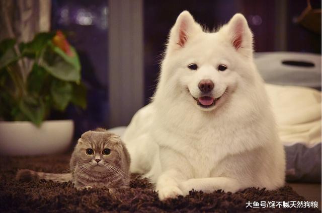 狗狗喜欢让你“抱抱”的5大原因，狗狗：谁还不是个宝宝啊