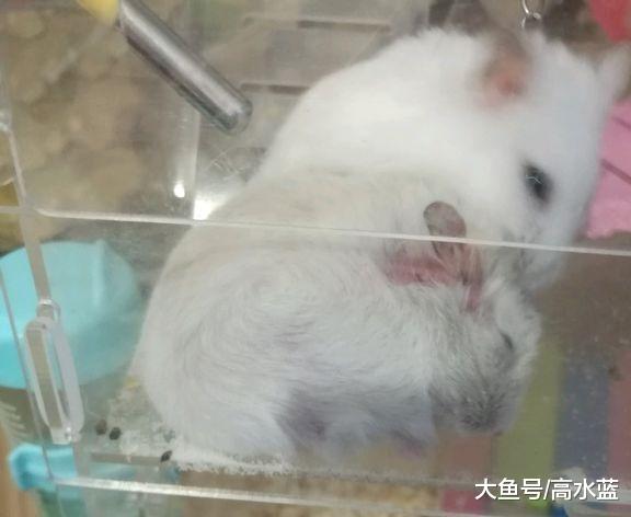 女孩将两只仓鼠放在一起培养感情，第二天早上她就后悔了