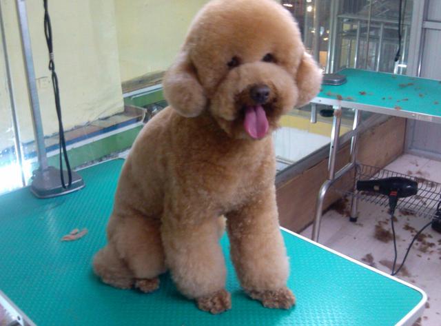 揭秘：狗狗总是害怕去宠物店的真相，被虐待只是其中之一！