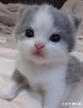 小猫喝完奶伸着舌头睡，发现主人偷拍，猫妈一脸不开心：不许拍！