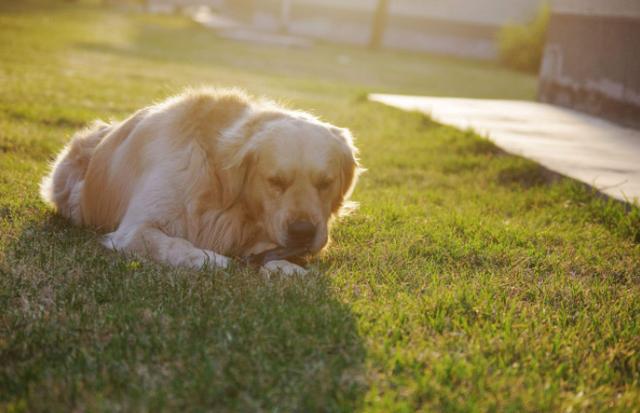 狗狗吃草受四点因素影响，主人针对食草情况需做好两点防护措施
