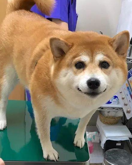 柴犬去醫院打針，表面上很堅強，回家后開始可憐巴巴的...