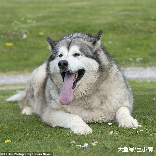140斤狗成为英国最胖狗，然后就被主人遗弃了，吃太多养不起！