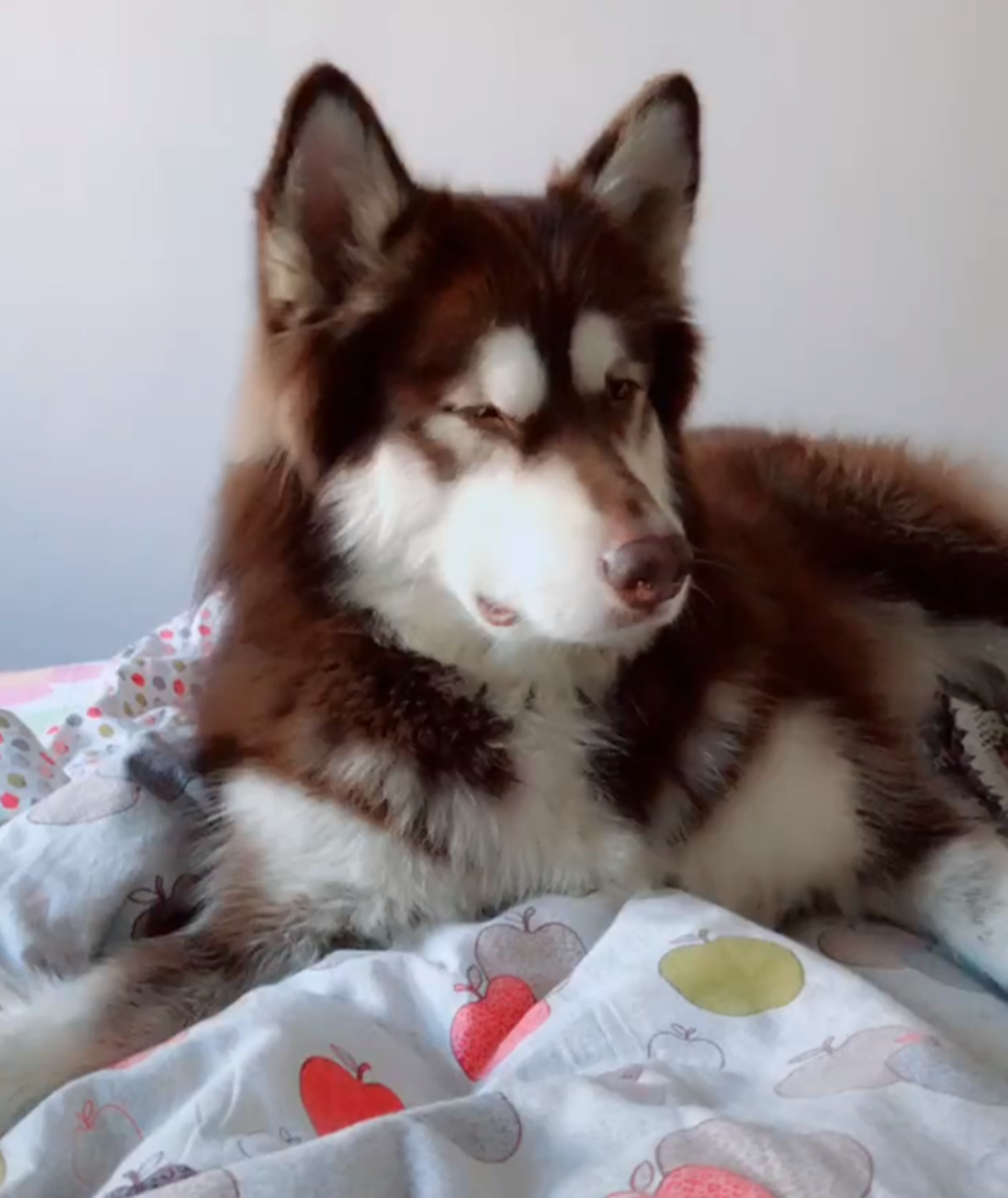 阿拉斯加犬找到冰块, 在地上来回推着玩, 旁边大黑狗一脸羡慕……