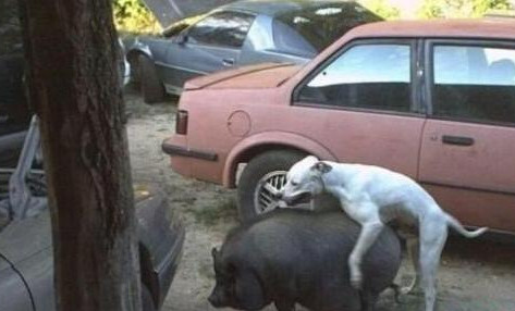 动物世界带给我们惊奇远不止这些，交配的季节有点乱