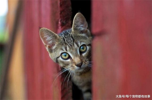 调皮又好奇的猫，在生活中一不小心就会没命了