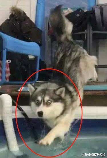 二哈下水学游泳, 结果入水后, 它的反应笑喷了: 我慌的一批啊!