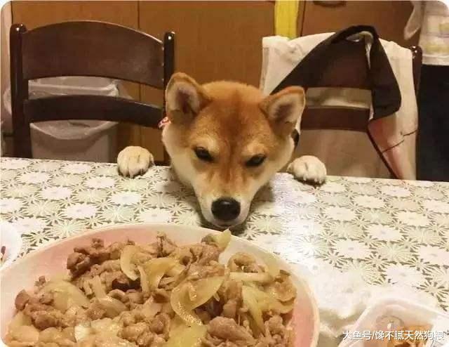 兽医告诉你: 为什么你的狗狗总是生病? 那是你经常做了这6点!