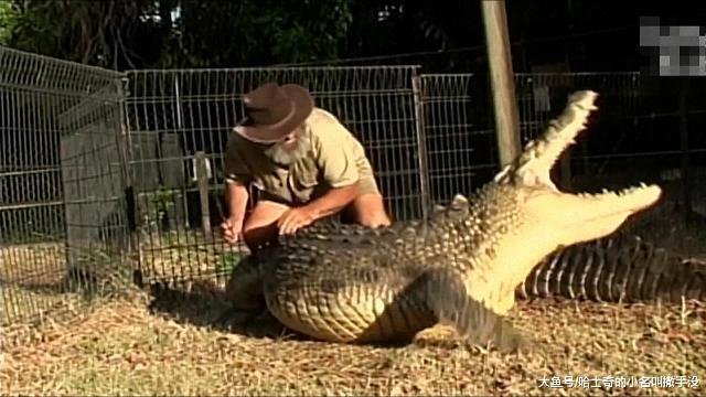 把鳄鱼当马骑, 真是厉害了我的大爷, 居然还给鳄鱼挠痒痒