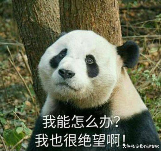 男子辛苦养大二哈，一看发际线眼前一黑：年纪轻轻就秃了头