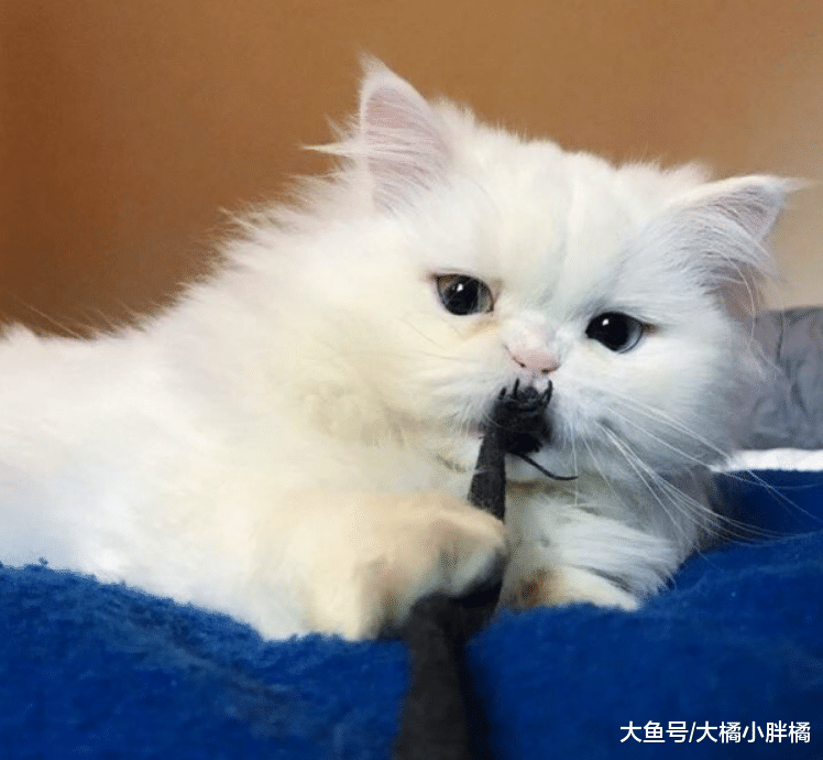 白猫将被安乐死，只因它不会喵叫，救过它一次的兽医却不忍心下手