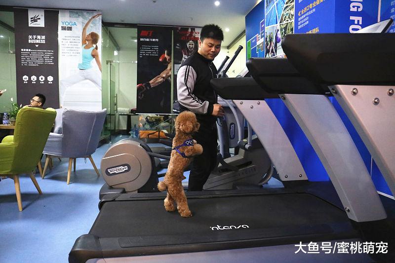 萌宠：泰迪最讨厌人们触碰的三个部位，即使主人也不行