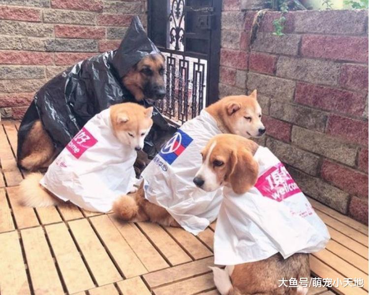 超市塑料袋化身狗狗时尚雨衣让人大赞：黑色那套最实用